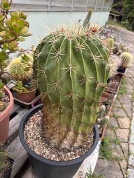 Preview: Ferocactus histrix